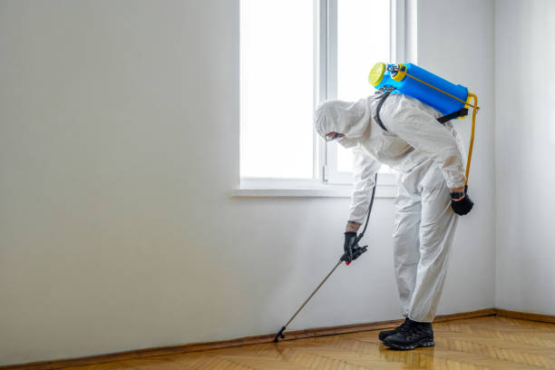 Best Pest Removal Services  in Brewer, ME