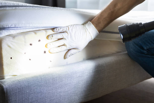 Best Affordable Pest Control Services  in Brewer, ME