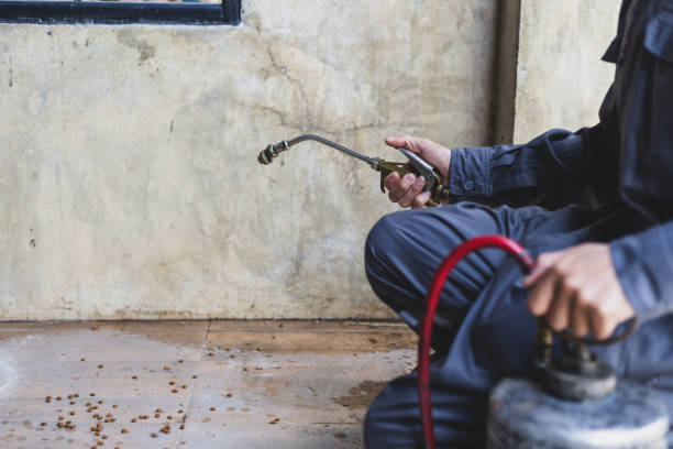 Best Local Pest Control Services  in Brewer, ME